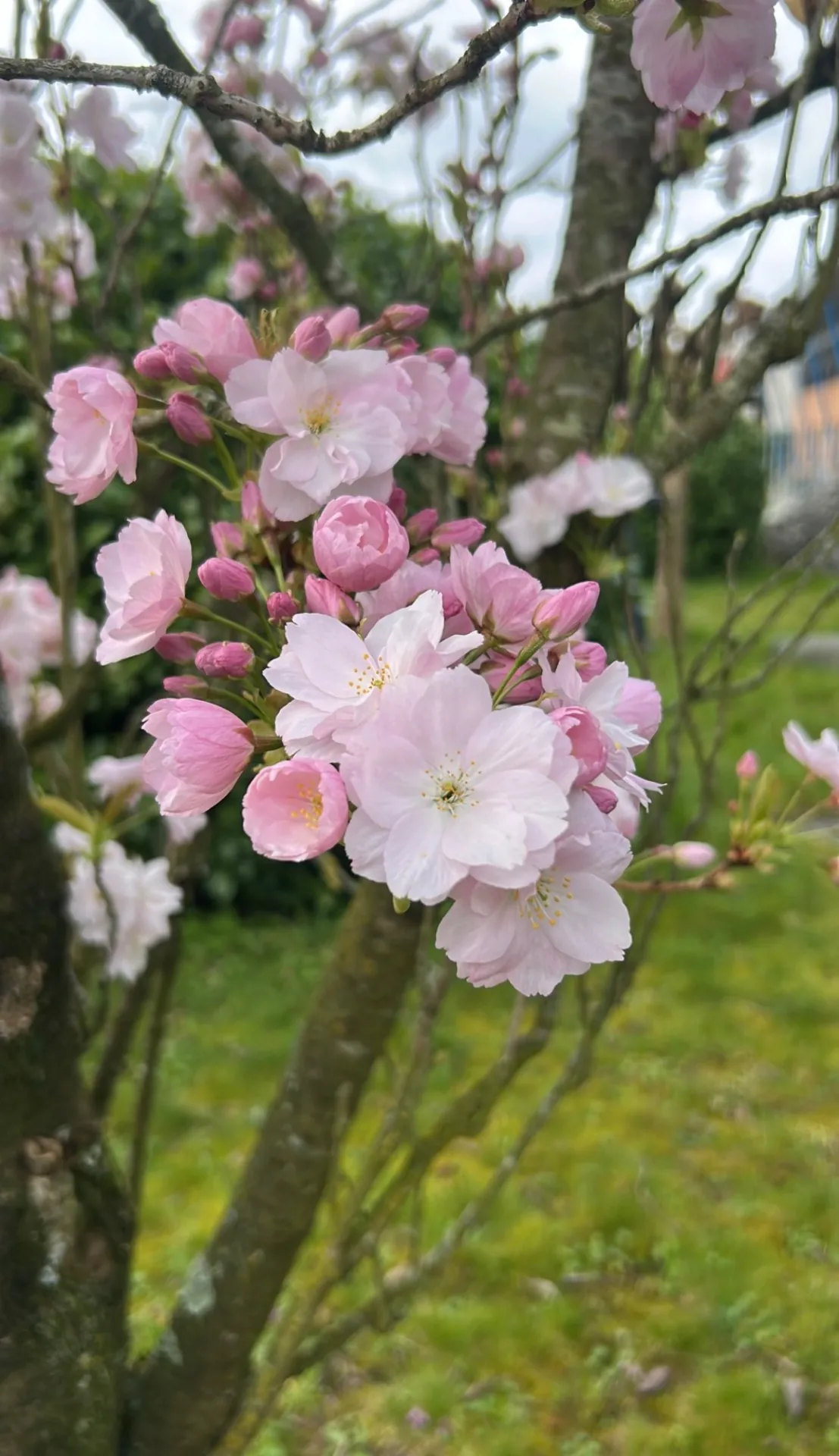 Bloesemboom