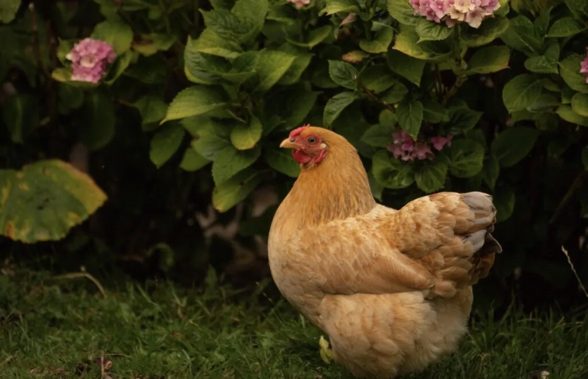 De Kip in de tuin