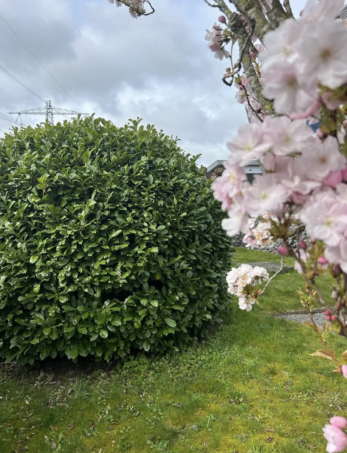 Prunus in bloei